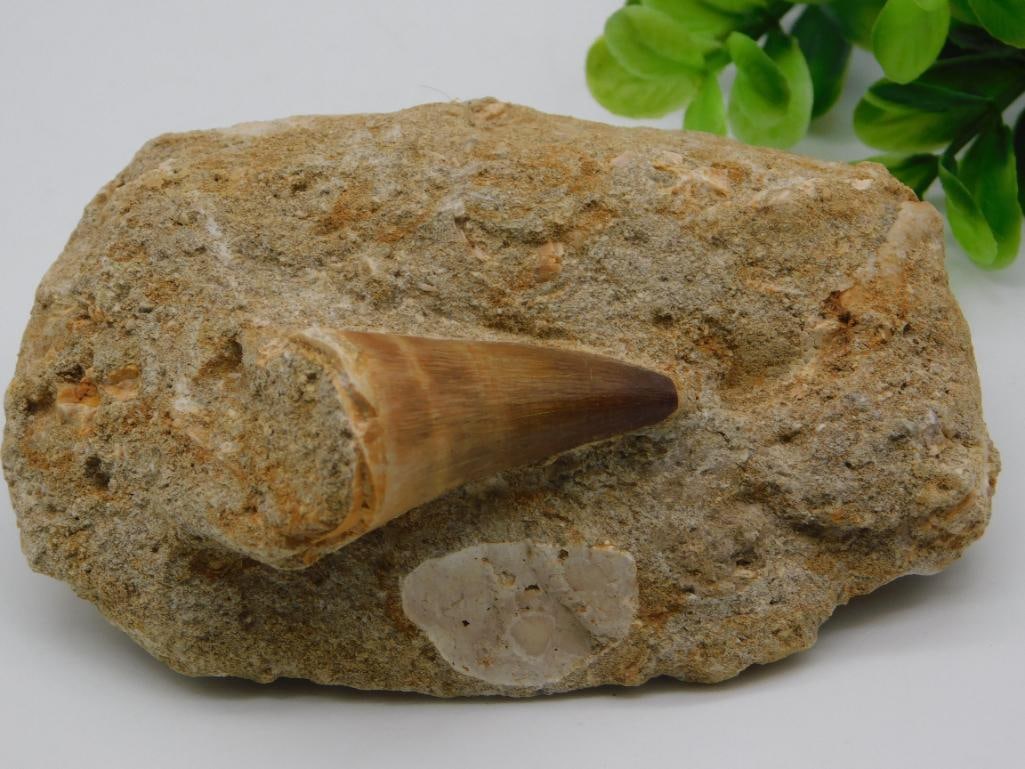 DINOSAUR TOOTH IN MATRIX ROCK STONE LAPIDARY SPECIMEN: DINOSAUR TOOTH IN MATRIX ROCK STONE LAPIDARY SPECIMEN