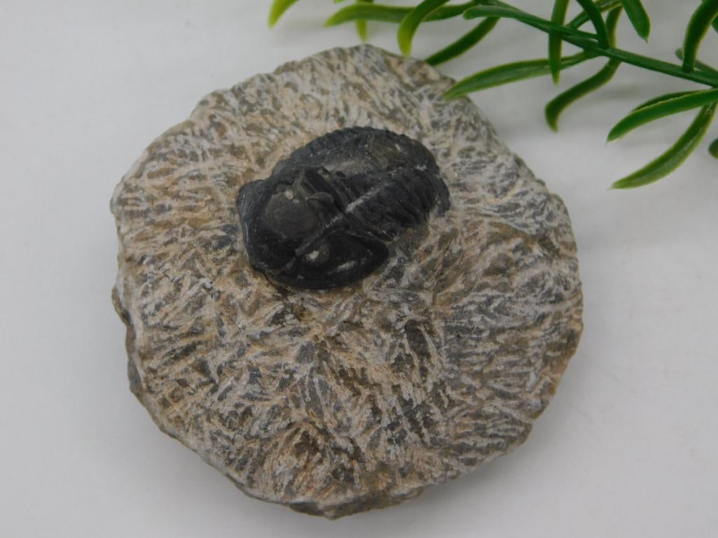 TRILOBITE FOSSIL IN MATRIX ROCK STONE LAPIDARY SPECIMEN (1 of 2)