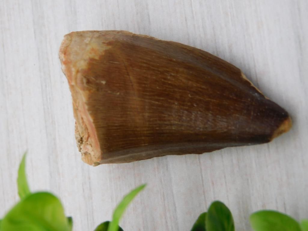 DINOSAUR TOOTH ROCK STONE LAPIDARY SPECIMEN (1 of 2)