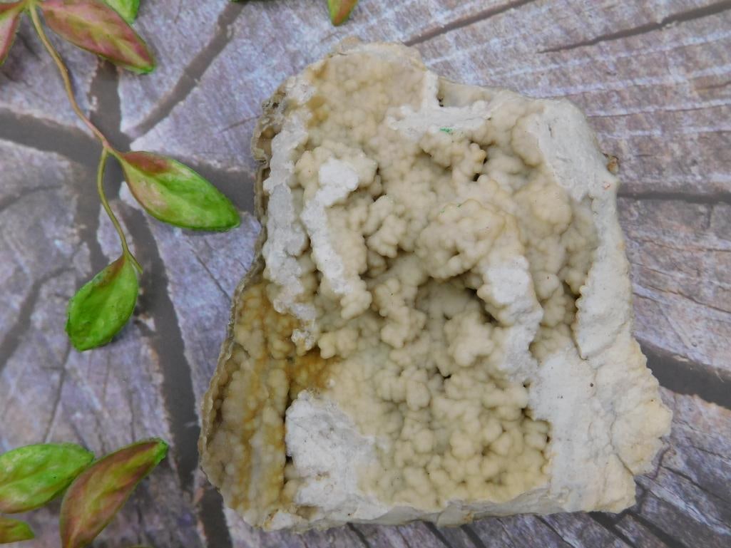 FOSSILIZED CORAL ROCK STONE LAPIDARY SPECIMEN: FOSSILIZED CORAL ROCK STONE LAPIDARY SPECIMEN