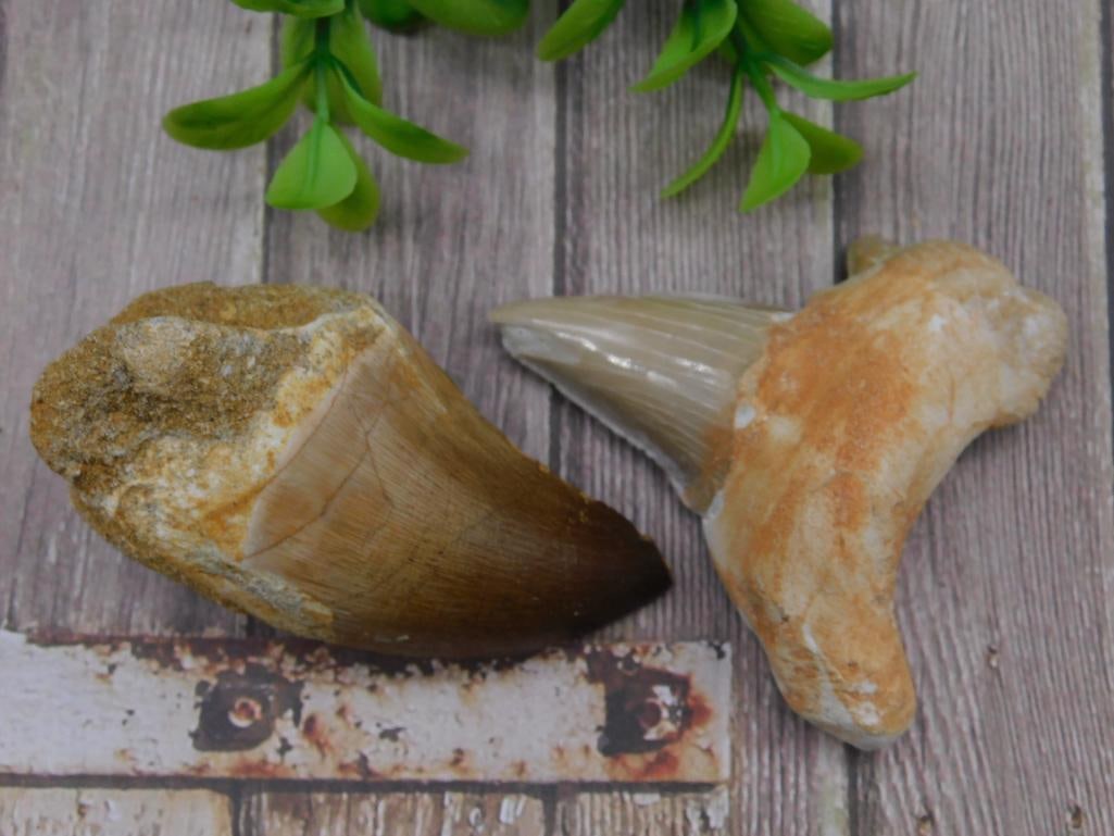 SHARK AND DINOSAUR TEETH ROCK STONE LAPIDARY SPECIMEN: SHARK AND DINOSAUR TEETH ROCK STONE LAPIDARY SPECIMEN