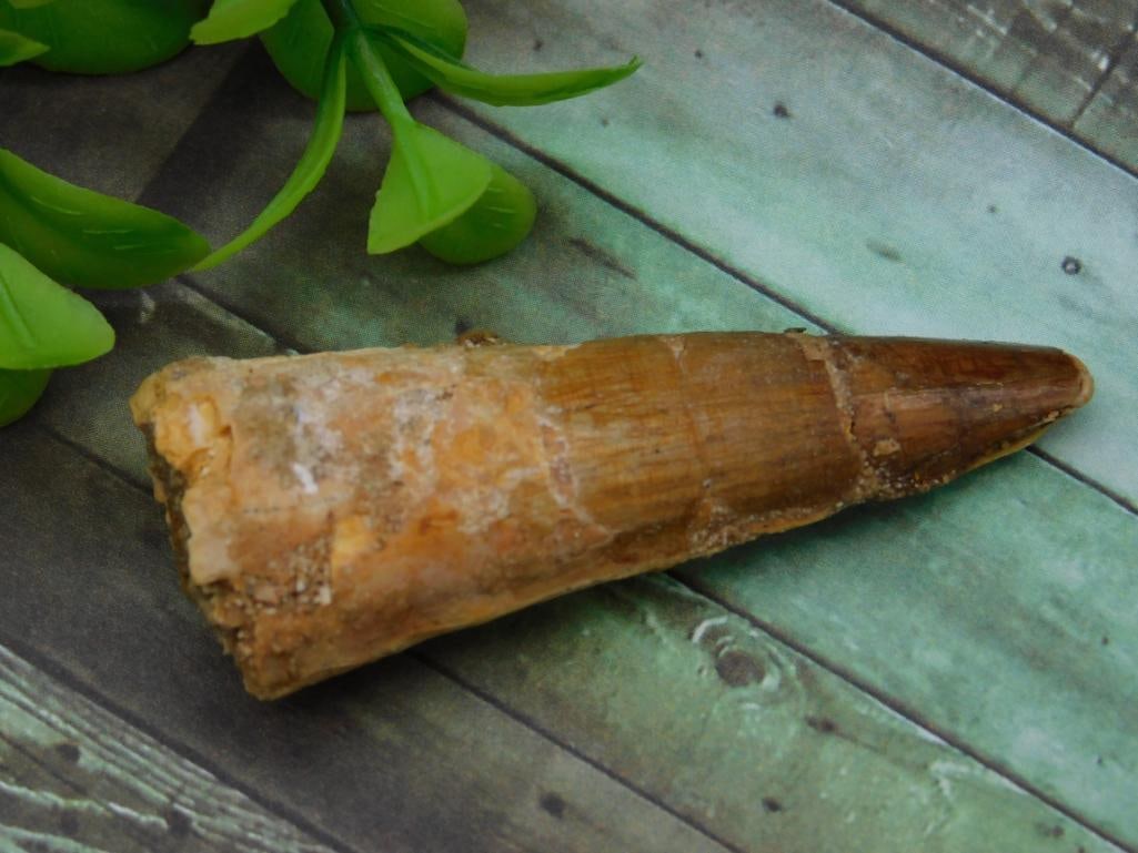 SPINOSAURUS TOOTH ROCK STONE LAPIDARY SPECIMEN: SPINOSAURUS TOOTH ROCK STONE LAPIDARY SPECIMEN