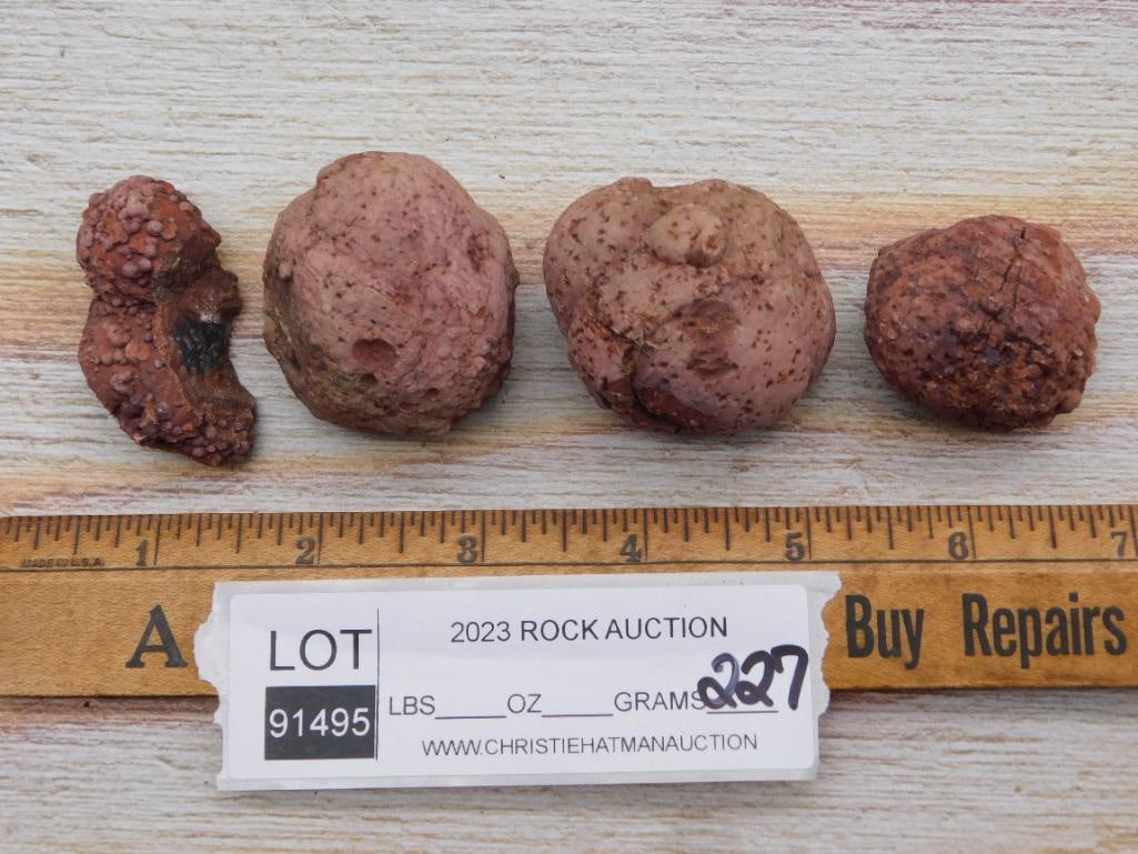COPROLITE ROCK STONE LAPIDARY SPECIMEN - 2