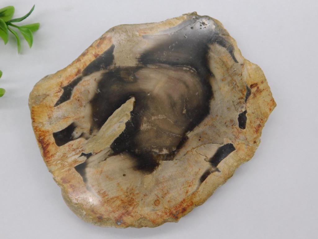 PETRIFIED WOOD SLAB ROCK STONE LAPIDARY SPECIMEN: PETRIFIED WOOD SLAB ROCK STONE LAPIDARY SPECIMEN