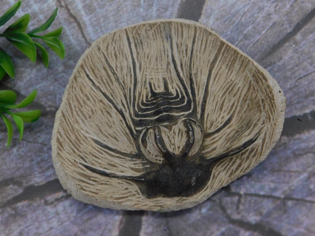 DICRANURUS HAMATUS ELEGANTUS TRILOBITE FOSSIL ROCK STONE LAPIDARY SPECIMEN (1 of 2)