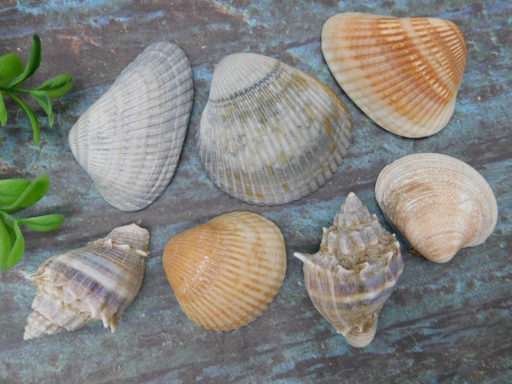 SEA SHELLS - 2