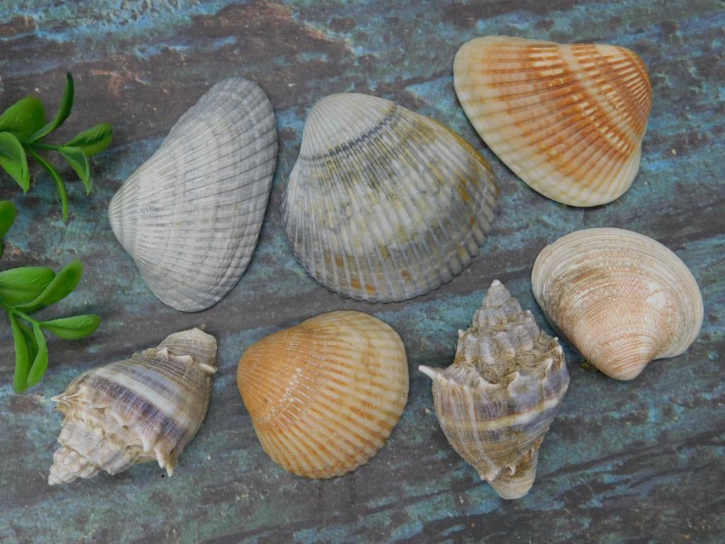 SEA SHELLS - 3