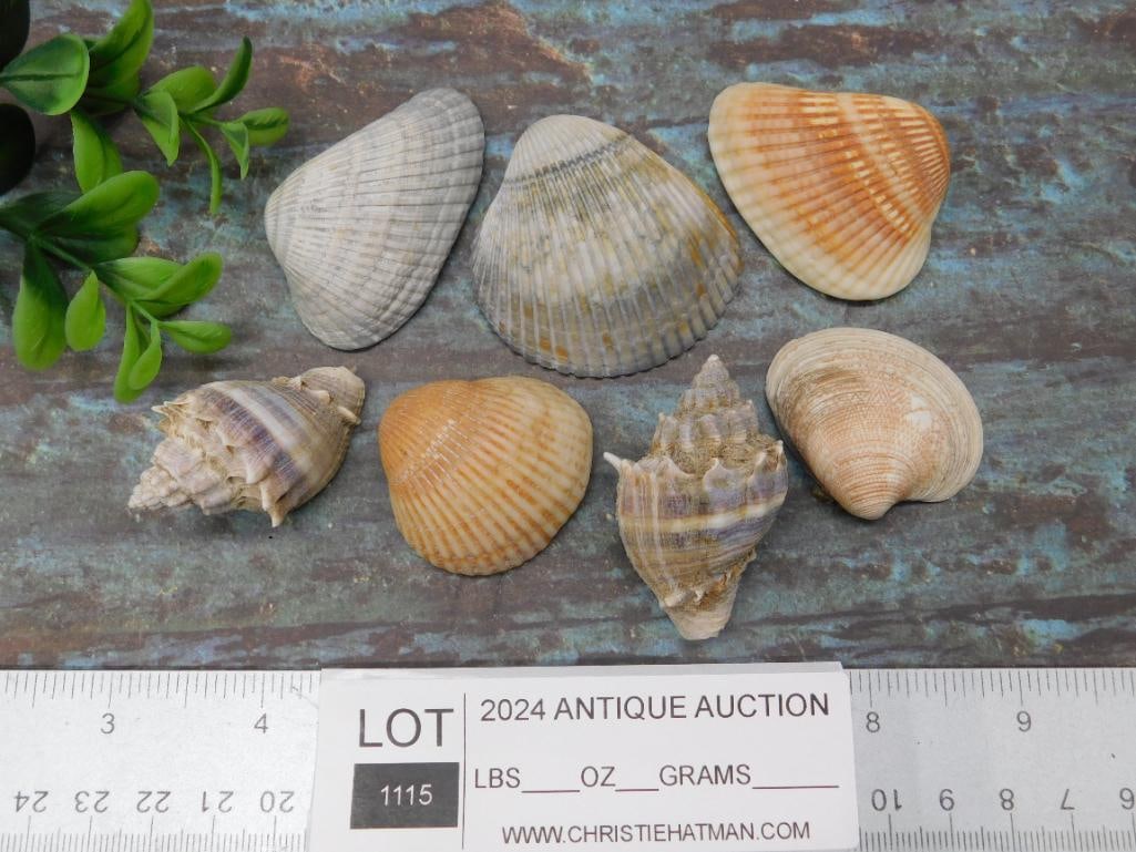 SEA SHELLS - 4