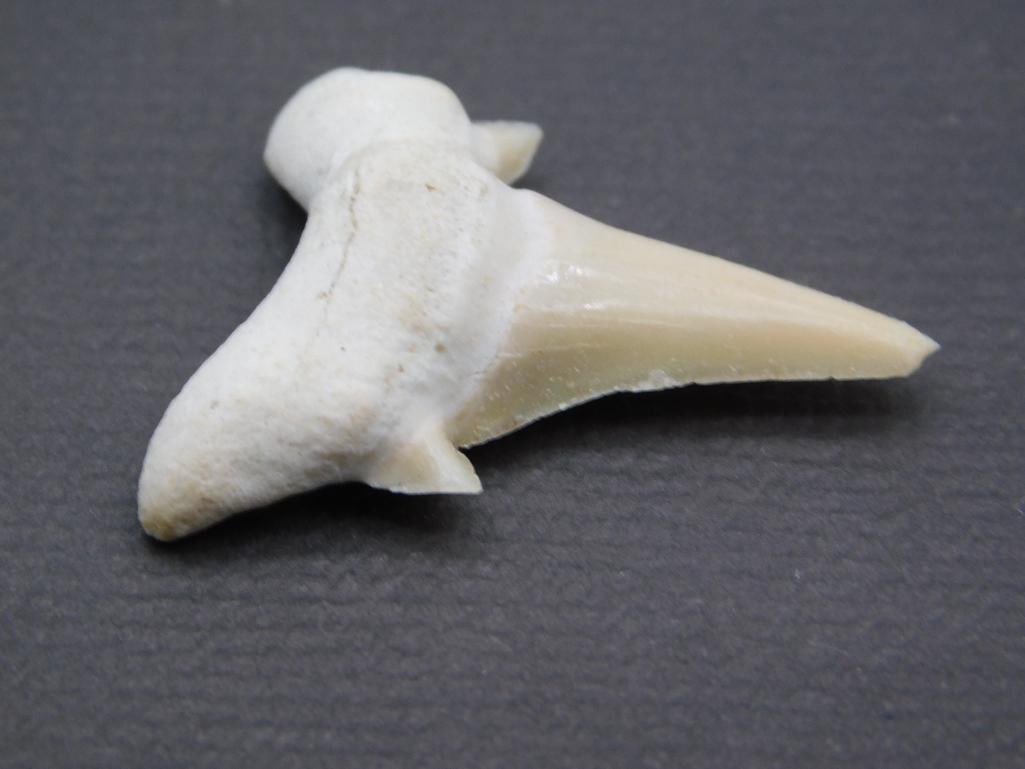 SHARK TOOTH ROCK STONE LAPIDARY SPECIMEN: SHARK TOOTH ROCK STONE LAPIDARY SPECIMEN