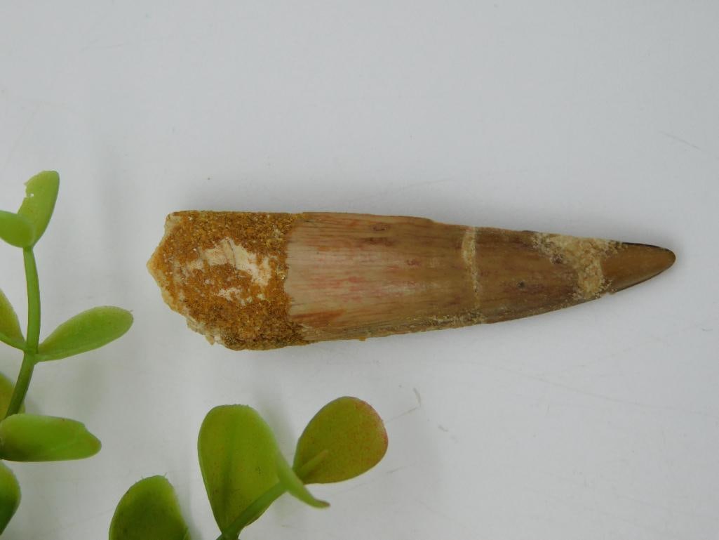 SPINOSAURUS TOOTH ROCK STONE LAPIDARY SPECIMEN: SPINOSAURUS TOOTH ROCK STONE LAPIDARY SPECIMEN