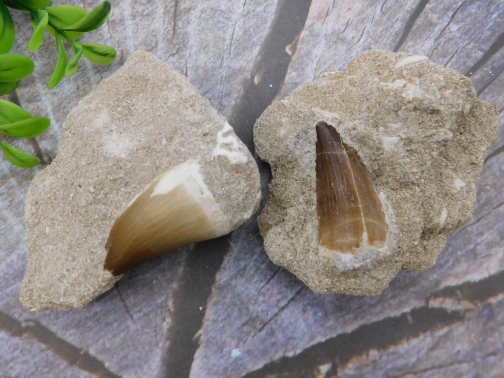DINOSAUR TEETH ROCK STONE LAPIDARY SPECIMEN: DINOSAUR TEETH ROCK STONE LAPIDARY SPECIMEN