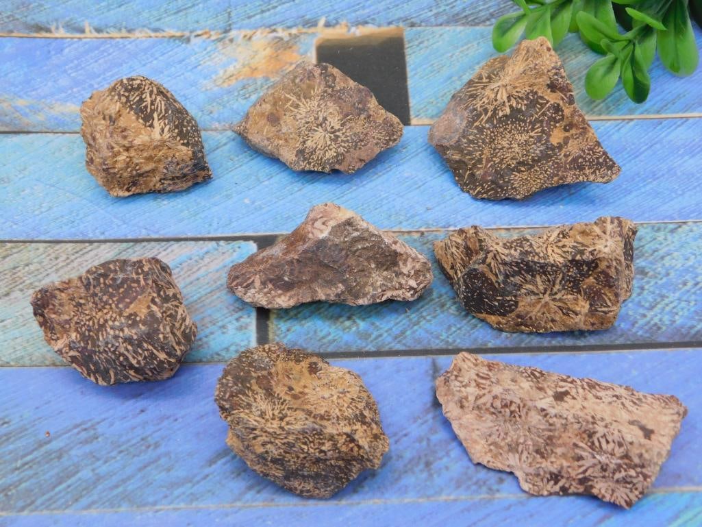 STARBURST JASPER ROCK STONE LAPIDARY SPECIMEN: STARBURST JASPER ROCK STONE LAPIDARY SPECIMEN