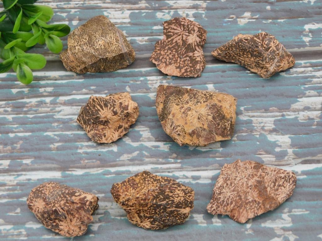 STARBURST JASPER ROCK STONE LAPIDARY SPECIMEN: STARBURST JASPER ROCK STONE LAPIDARY SPECIMEN