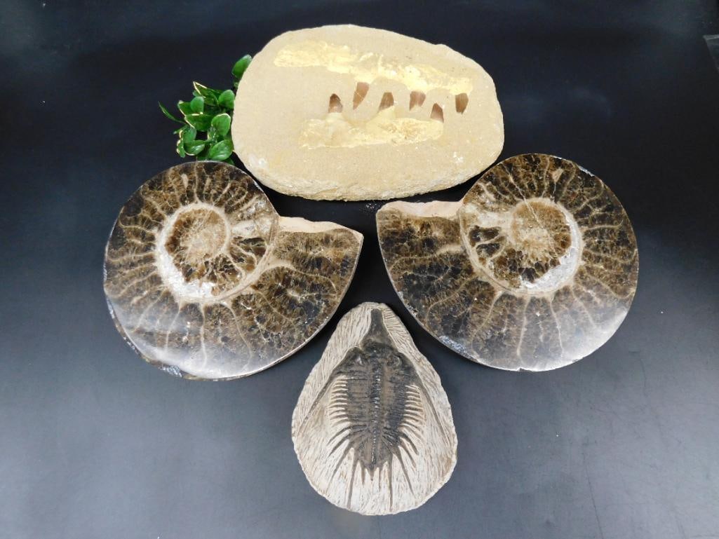 MIXED FOSSIL LOT ROCK STONE LAPIDARY SPECIMEN (1 of 2)