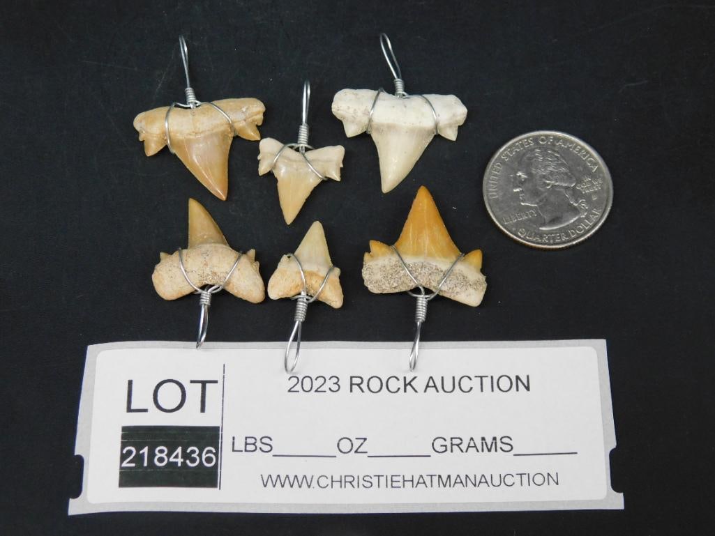 SHARK TOOTH PENDANTS ROCK STONE LAPIDARY SPECIMEN - 2