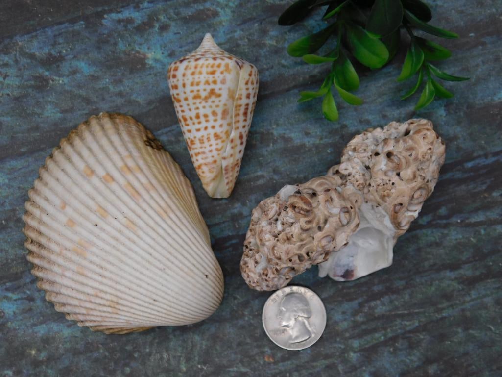 SEA SHELLS - 2