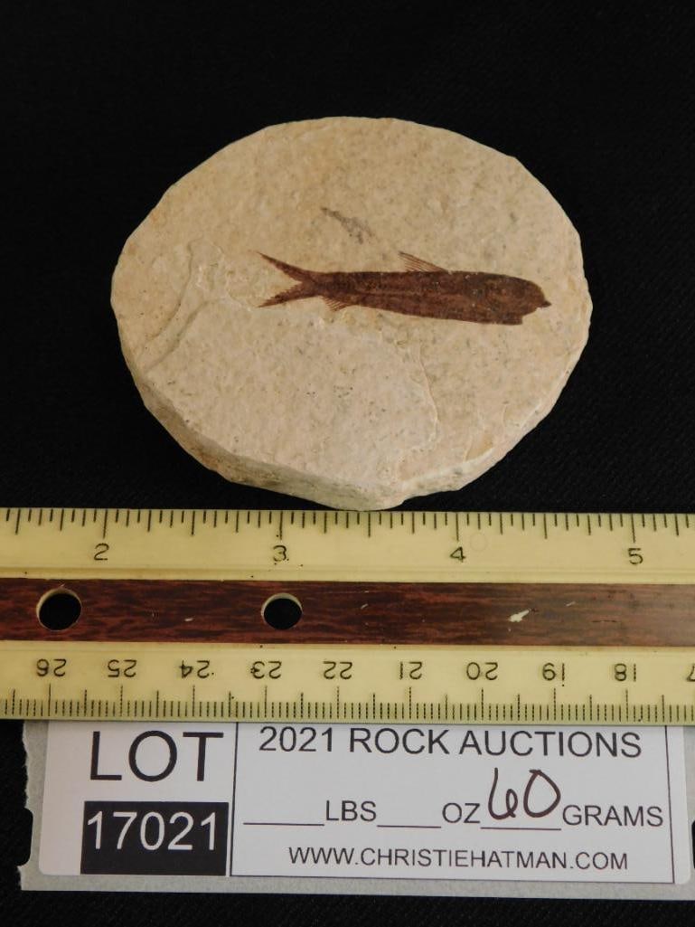 FOSSILIZED FISH ROCK STONE LAPIDARY SPECIMEN - 3