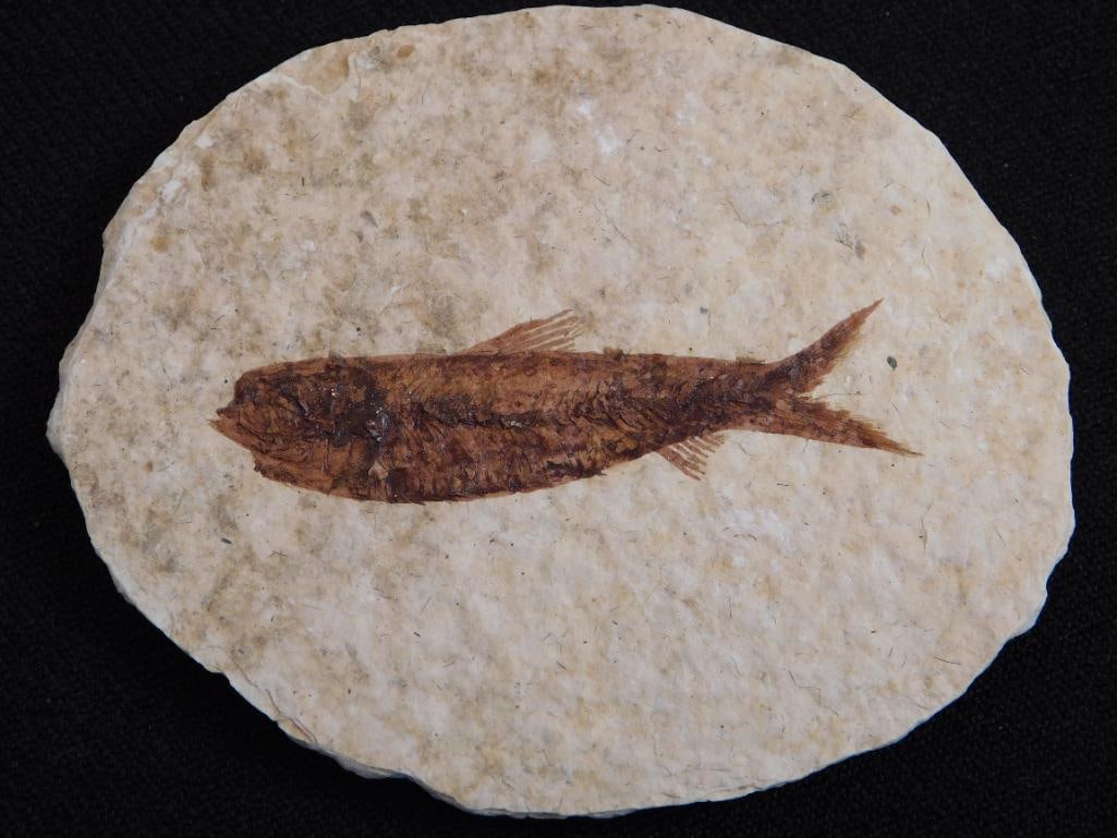 FOSSILIZED FISH ROCK STONE LAPIDARY SPECIMEN (1 of 2)