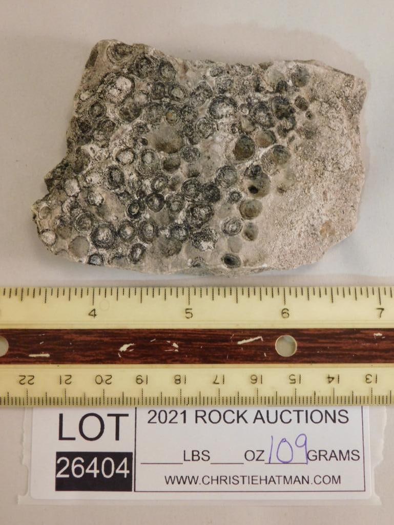 FOSSIL ROCK STONE LAPIDARY SPECIMEN - 3