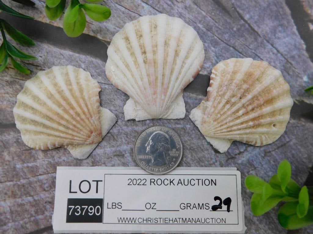 SEA SHELLS ROCK STONE LAPIDARY SPECIMEN - 2