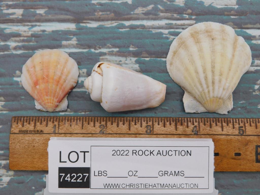 SEA SHELLS ROCK STONE LAPIDARY SPECIMEN - 2