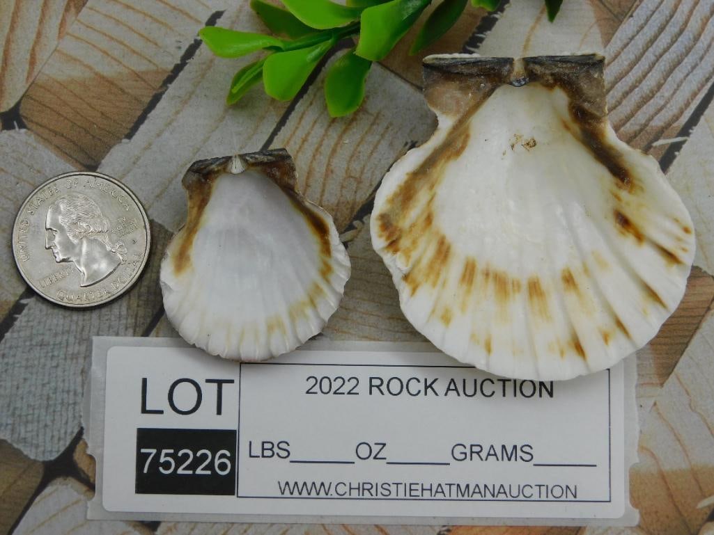 SCALLOP SHELLS ROCK STONE LAPIDARY SPECIMEN - 2