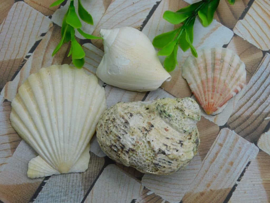 SEA SHELLS ROCK STONE LAPIDARY SPECIMEN: SEA SHELLS ROCK STONE LAPIDARY SPECIMEN