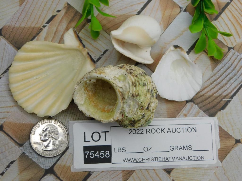 SEA SHELLS ROCK STONE LAPIDARY SPECIMEN - 2