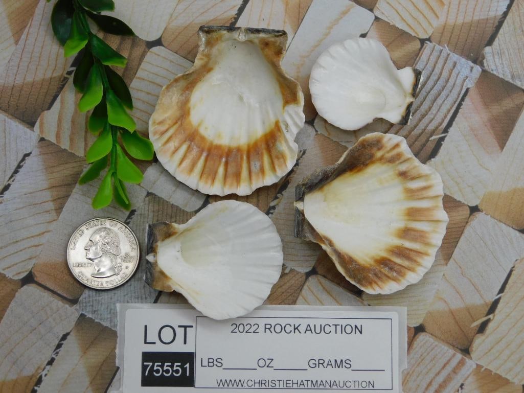 SCALLOP SHELLS ROCK STONE LAPIDARY SPECIMEN - 2