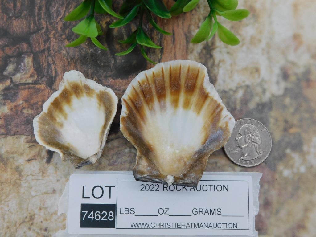 SCALLOP SHELLS ROCK STONE LAPIDARY SPECIMEN - 2
