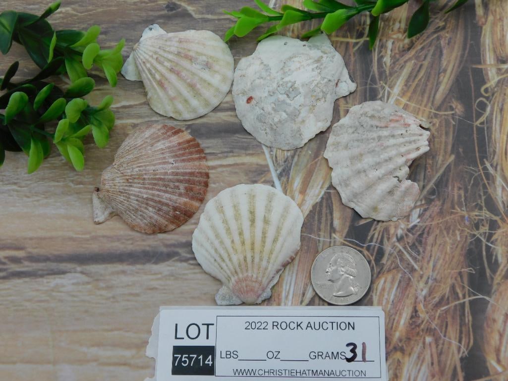 SCALLOP SHELLS ROCK STONE LAPIDARY SPECIMEN - 2