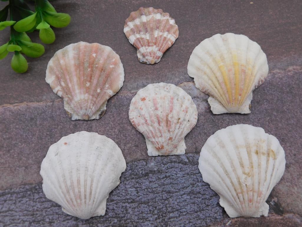 SCALLOP SHELLS ROCK STONE LAPIDARY SPECIMEN: SCALLOP SHELLS ROCK STONE LAPIDARY SPECIMEN