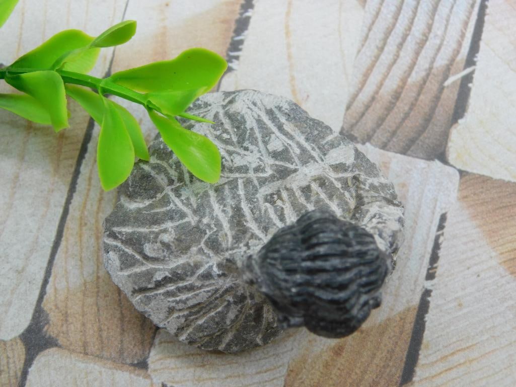 TRILOBITE FOSSIL ROCK STONE LAPIDARY SPECIMEN (1 of 3)