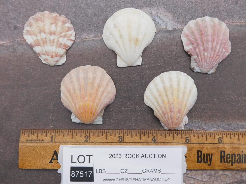 SCALLOP SHELLS - 2