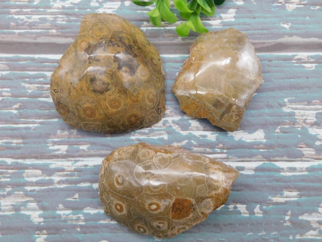 PETOSKEY FOSSILIZED CORAL ROCK STONE LAPIDARY SPECIMEN: PETOSKEY FOSSILIZED CORAL ROCK STONE LAPIDARY SPECIMEN