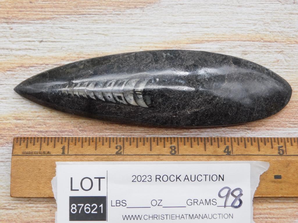 ORTHOCERAS ROCK STONE LAPIDARY SPECIMEN - 2