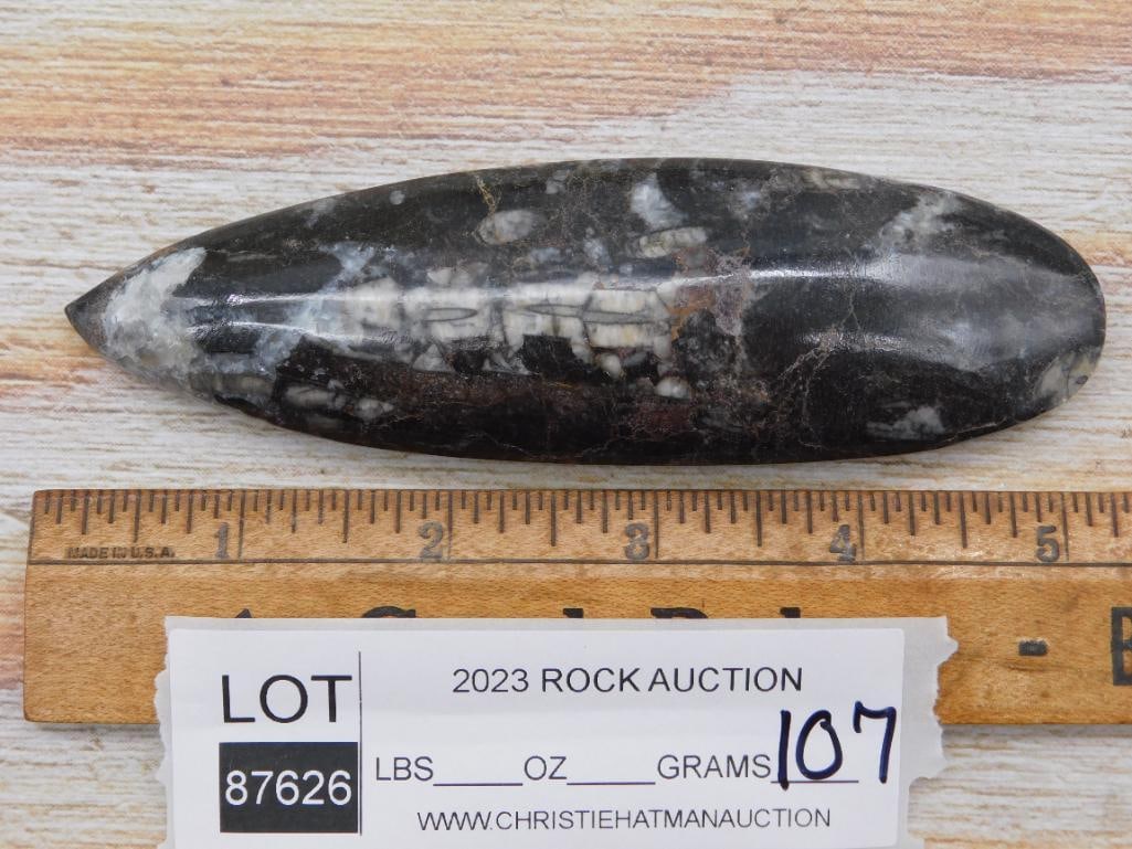 ORTHOCERAS ROCK STONE LAPIDARY SPECIMEN - 2