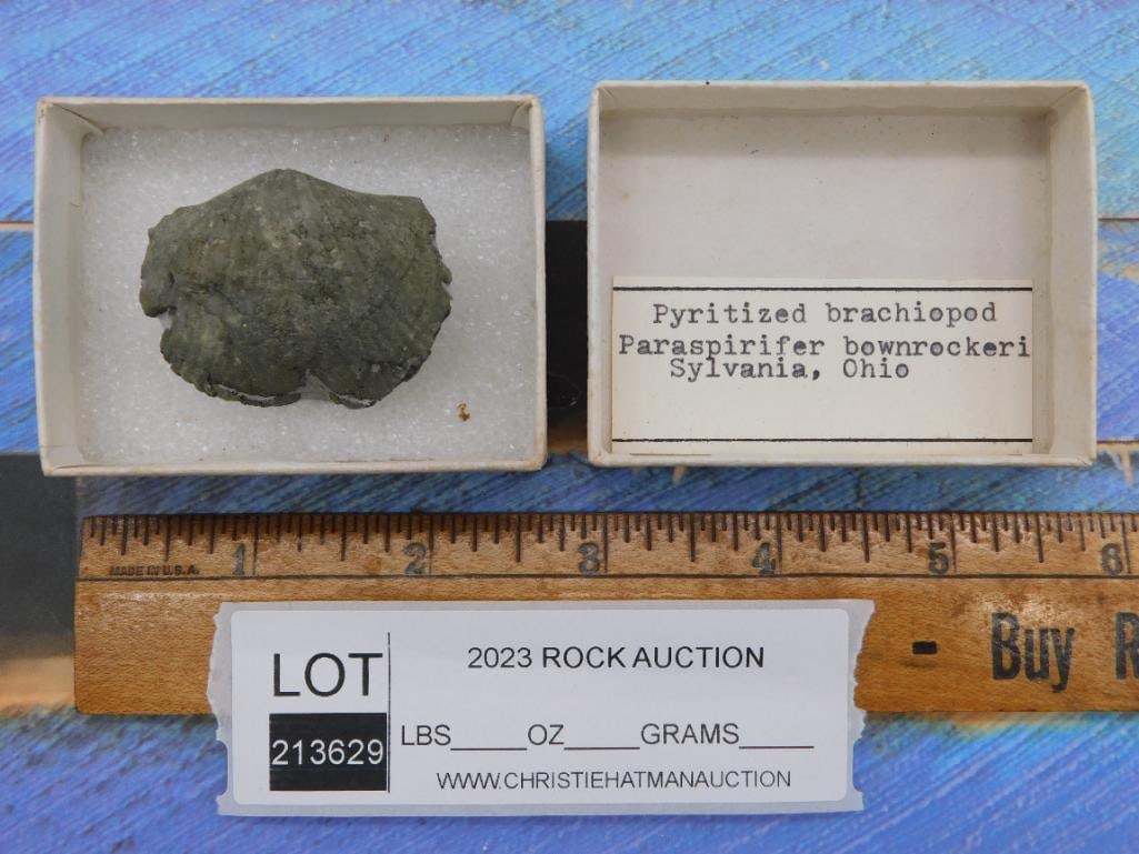 BRACHIOPOD ROCK STONE LAPIDARY SPECIMEN - 2