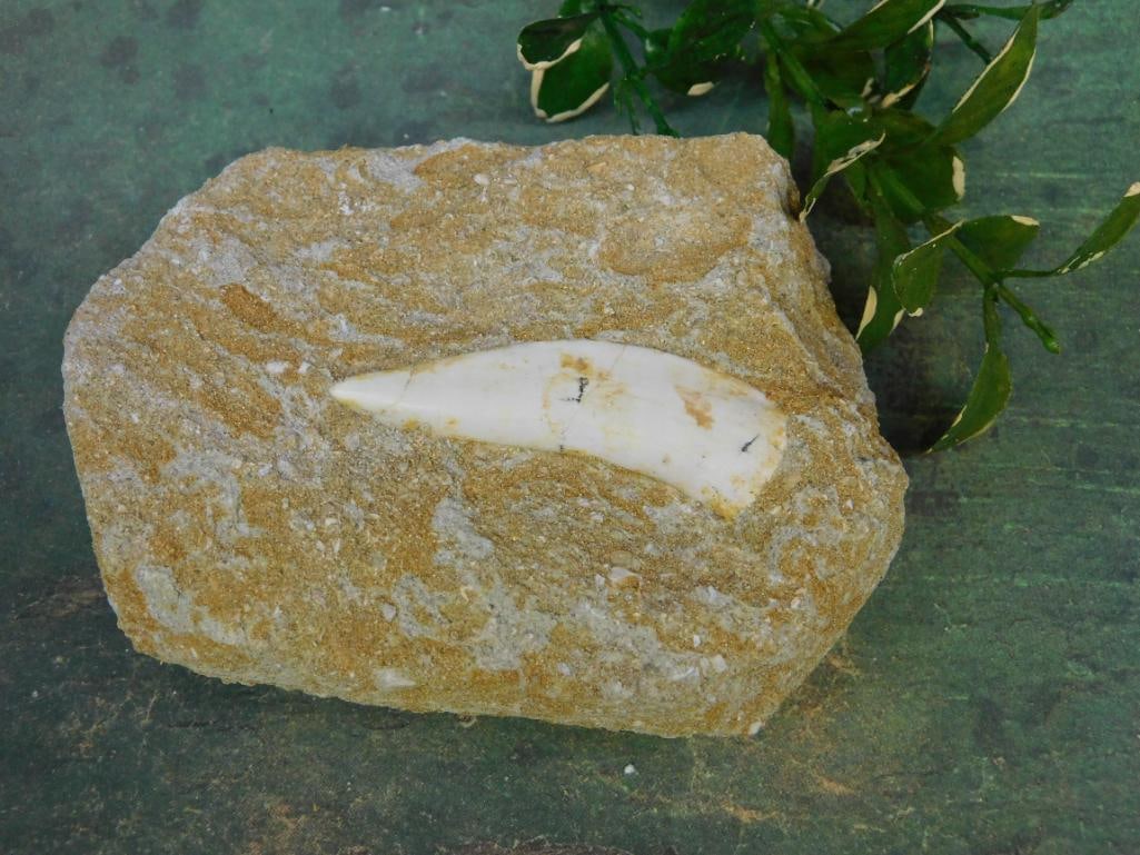 ENCHODUS FOSSIL ROCK STONE LAPIDARY SPECIMEN (1 of 2)