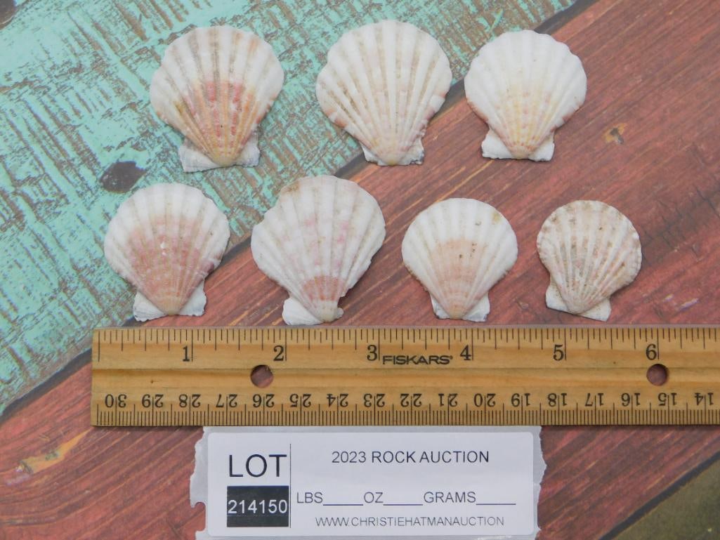 SEA SHELLS - 2