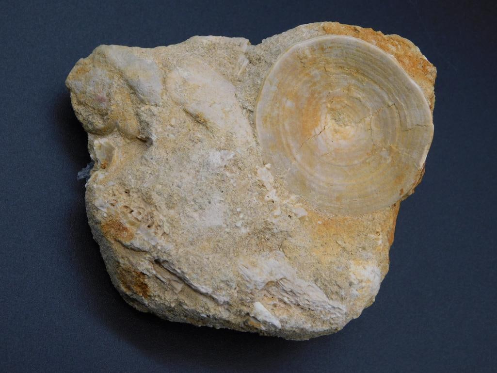 ENCHODUS FOSSIL ROCK STONE LAPIDARY SPECIMEN (1 of 2)