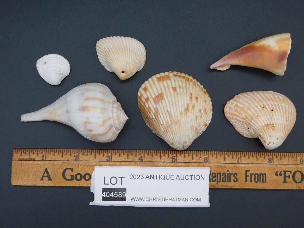 MIXED SHELL LOT ROCK STONE LAPIDARY SPECIMEN - 2