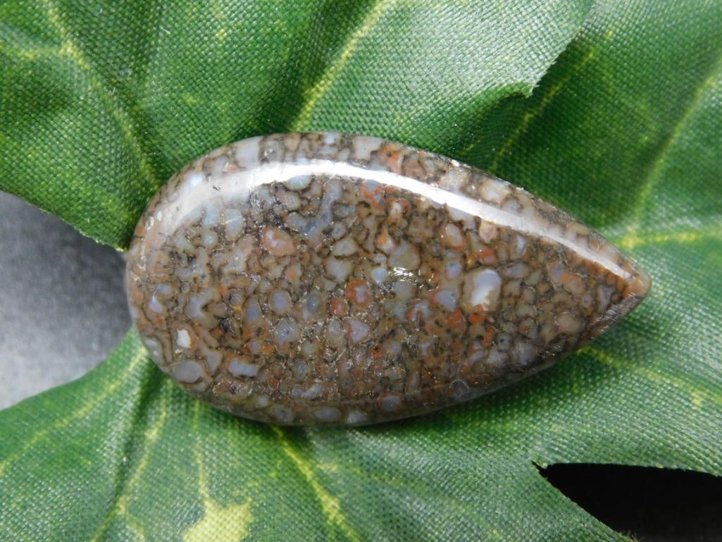 DINOSAUR BONE CABOCHON ROCK STONE LAPIDARY SPECIMEN (1 of 2)