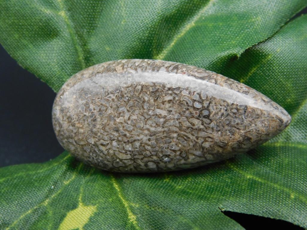 DINOSAUR CABOCHON ROCK STONE LAPIDARY SPECIMEN (1 of 2)