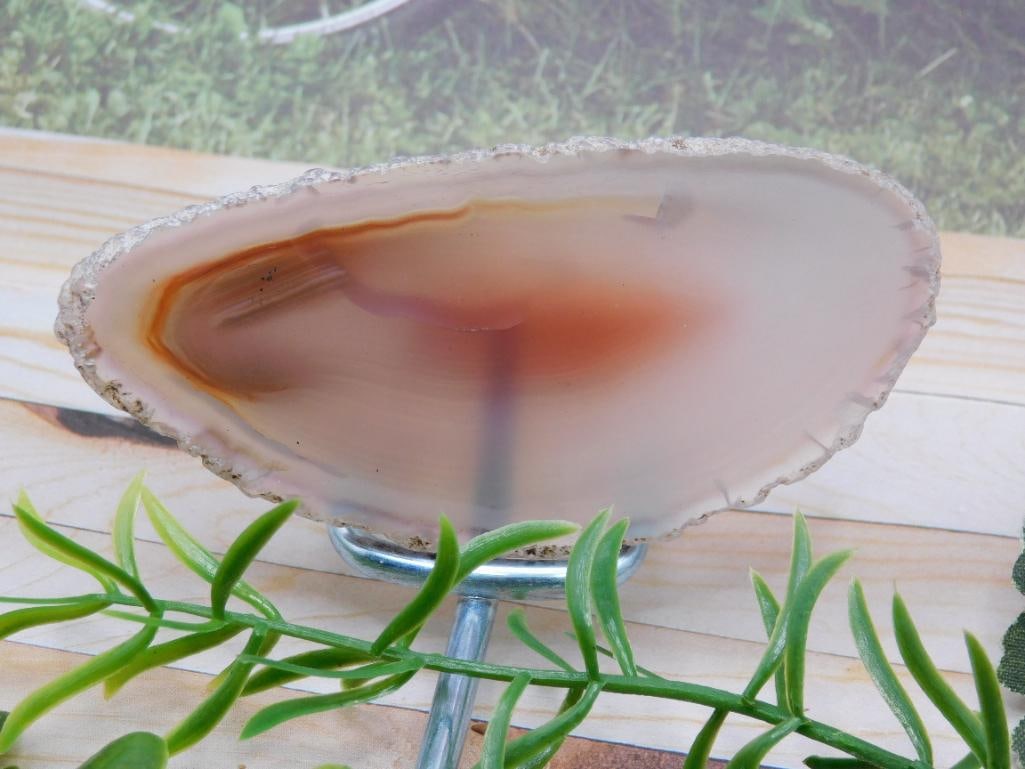 AGATE SLICE ROCK STONE LAPIDARY SPECIMEN - 2