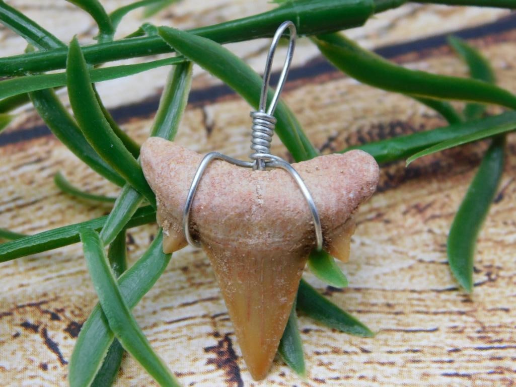 SHARK TOOTH PENDANT ROCK STONE LAPIDARY SPECIMEN: SHARK TOOTH PENDANT ROCK STONE LAPIDARY SPECIMEN