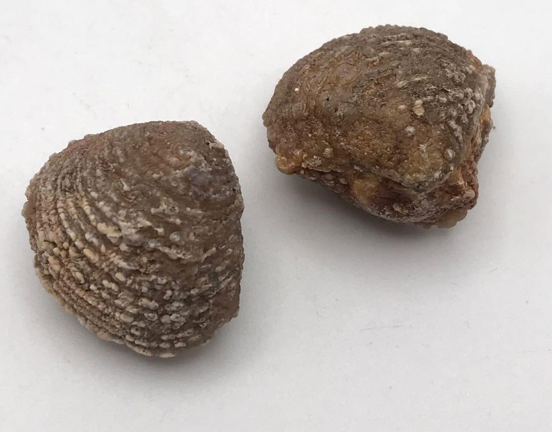 JEWELRY ROCK STONE LAPIDARY SPECIMEN: JEWELRY ROCK STONE LAPIDARY SPECIMEN