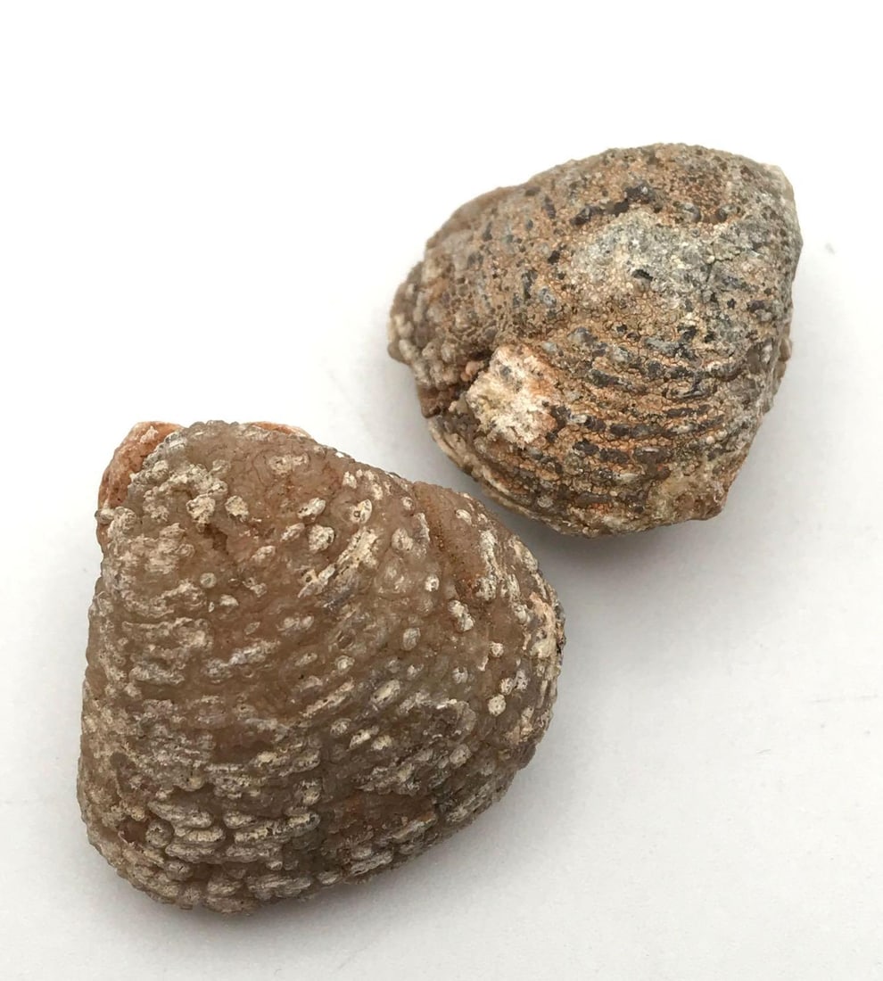 JEWELRY ROCK STONE LAPIDARY SPECIMEN (1 of 2)