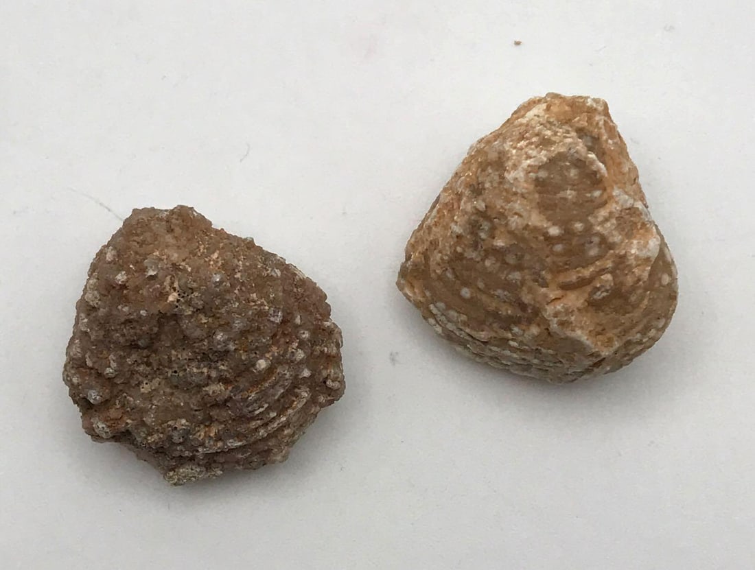 JEWELRY ROCK STONE LAPIDARY SPECIMEN (1 of 2)