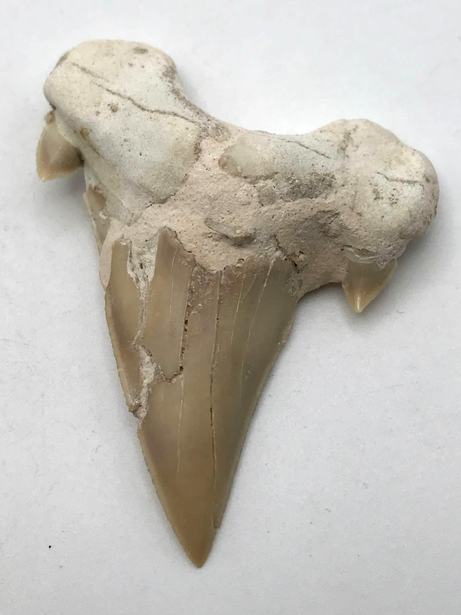 JEWELRY ROCK STONE LAPIDARY SPECIMEN (1 of 2)